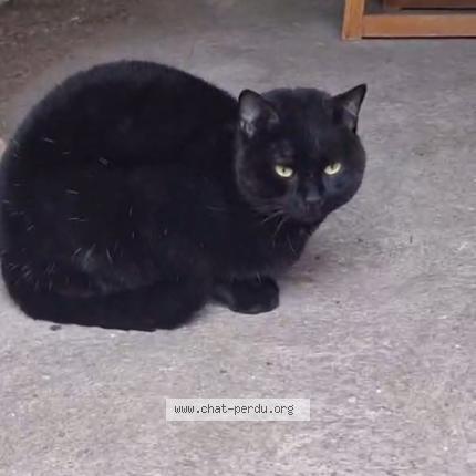 Photo 1/1 Chat trouvé Trouvé à Ravieres