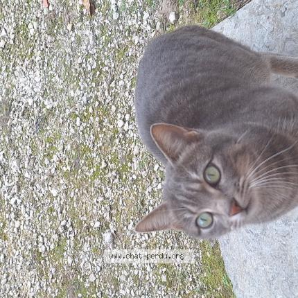 Photo 1/1 Chat retrouvé Trouvé à Eymet
