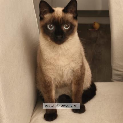 Photo de chat perdu à Fitou