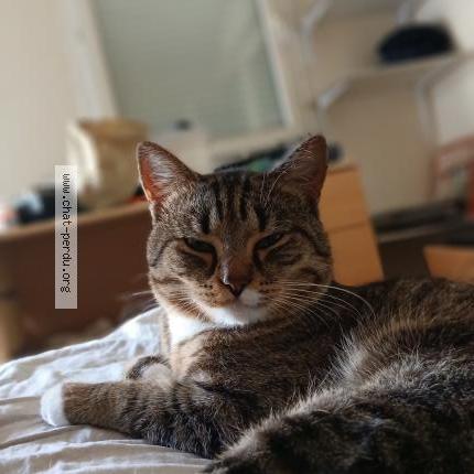 Photo 1/1 CARTMAN Chat perdu à Brest