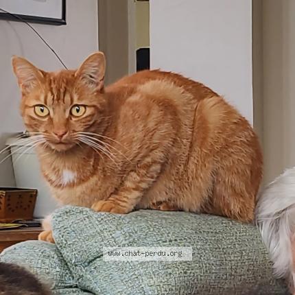 Photo de chat perdu à Garennes Sur Eure
