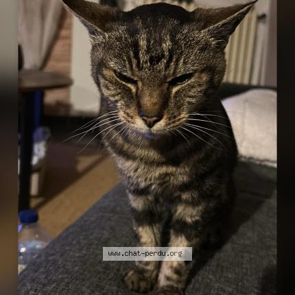 Photo 1/1 Chat retrouvé Perdu à Floirac