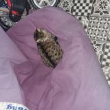 Photo de chat trouvé à Bruxelles