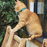 Photo de chat perdu à Maule