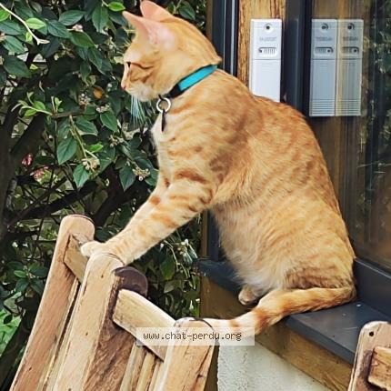 Photo 1/2 Chat retrouvé Perdu à Maule