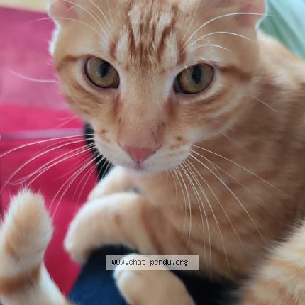 Photo 2/2 Chat retrouvé Perdu à Maule