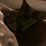 Photo de chat perdu à Perwez Haillot