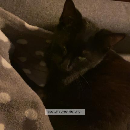 Photo 1/1 Câline Chat perdu à Perwez haillot