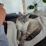 Photo de chat perdu à Marseille