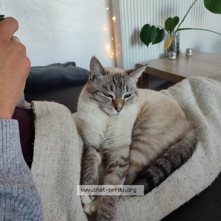 Photo 1/1 Delta Chat perdu à Marseille