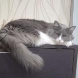 Photo de chat perdu à Canejan