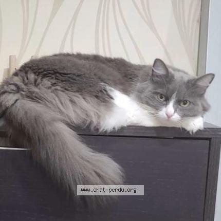Photo 1/1 Choupette Chat perdu à Canejan