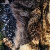 Photo de chat trouvé à Saint Clement De Riviere