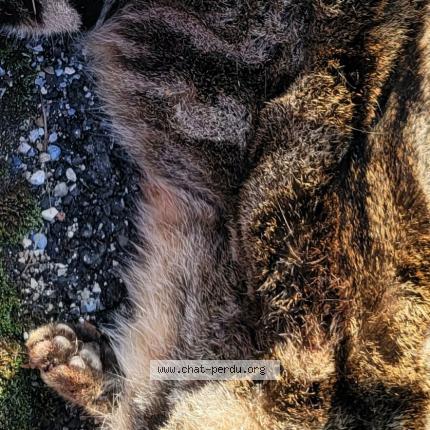 Photo 1/1 Chat trouvé Trouvé à Saint clement de riviere