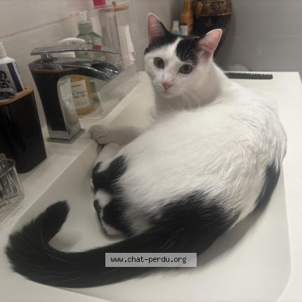 Photo de chat perdu à Toulouse