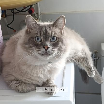 Photo 1/1 Chat retrouvé Perdu à Les Grandes Ventes