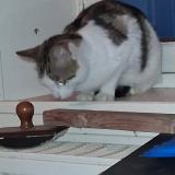 Photo de chat trouvé à Rochefort