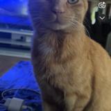 Photo de chat perdu à Aunay Sous Crecy