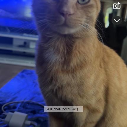 Photo 1/1 Pirate Chat perdu à Aunay sous crecy