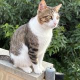 Photo de chat perdu à Paulhan