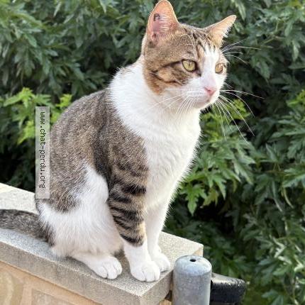 Photo 1/1 Oscar Chat perdu à Paulhan