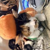 Photo de chat perdu à Canton