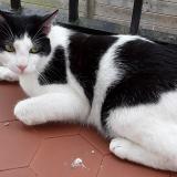 Photo de chat perdu à Bordeaux