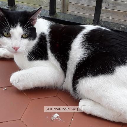 Photo 1/1 Chat retrouvé Perdu à Bordeaux