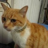 Photo de chat trouvé à Mazamet