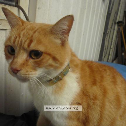 Photo 1/1 Chat trouvé Trouvé à Mazamet