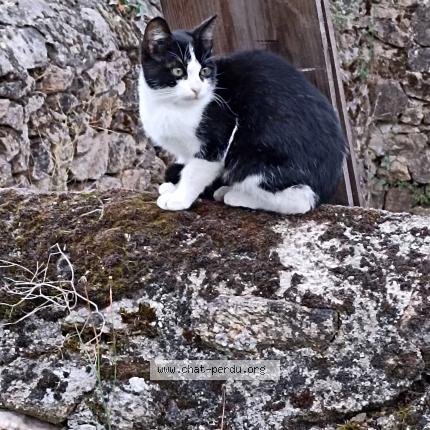 Photo 1/1 Chat Chat perdu à Bressuire 79300