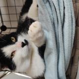 Photo de chat perdu à Vasselay