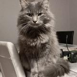 Photo de chat perdu à Brive La Gaillarde