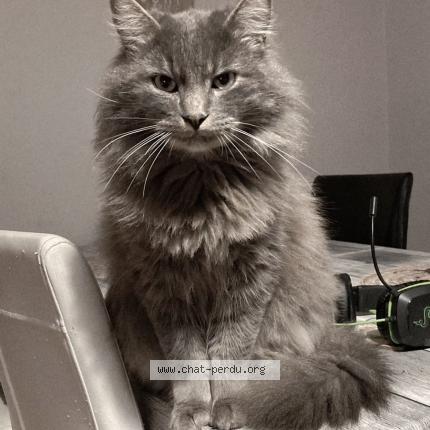 Photo 1/1 Guizmo Chat perdu à Brive la gaillarde