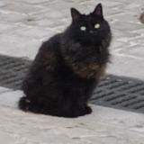 Photo de chat trouvé à La Cadiere D Azur