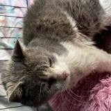 Photo de chat trouvé à Roybon