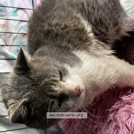 Photo 1/1 Chat retrouvé Trouvé à Roybon