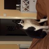 Photo de chat perdu à Cannes