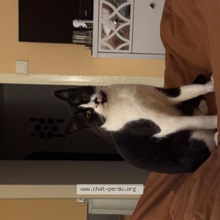 Photo 1/1 Styx Chat perdu à Cannes