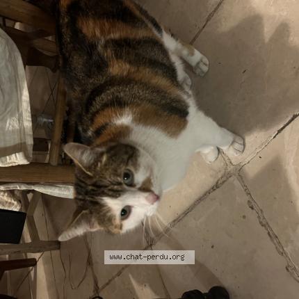 Photo 1/1 Chat trouvé Trouvé à Triel sur seine