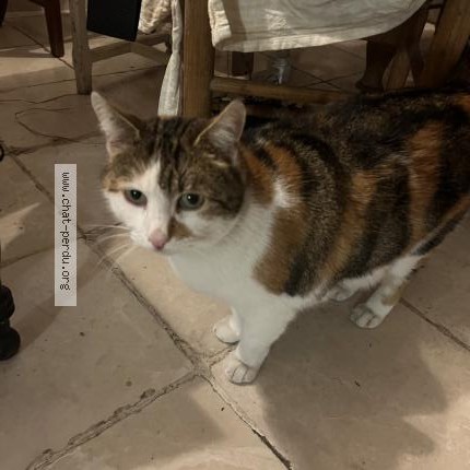 Photo 1/1 Chat trouvé Trouvé à Triel Sur Seine