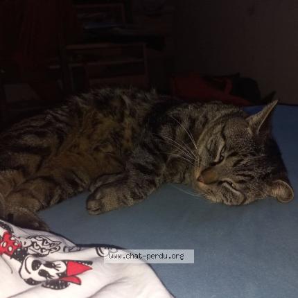 Photo 1/1 Chat retrouvé Perdu à Authume