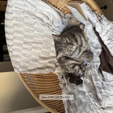 Photo 1/1 Chat retrouvé Perdu à Bordeaux