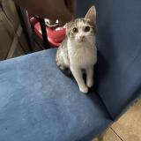 Photo de chat perdu à Inkster