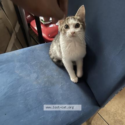 Photo 1/1 IT Chat perdu à Inkster