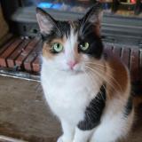 Photo de chat perdu à Beine