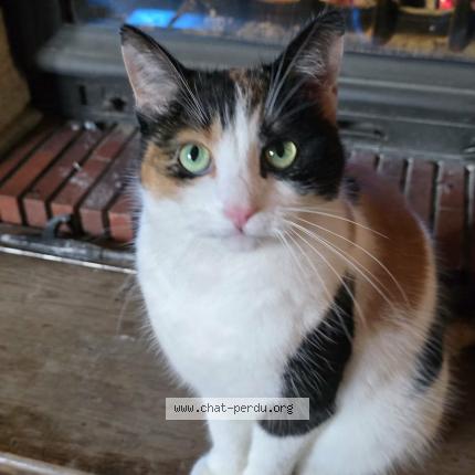 Photo 1/1 Crevette Chat perdu à Beine