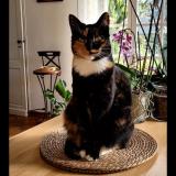 Photo de chat perdu à Pauillac