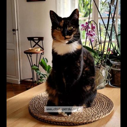 Photo 1/1 Chat retrouvé Perdu à Pauillac