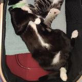 Photo de chat perdu à Saint Chamond